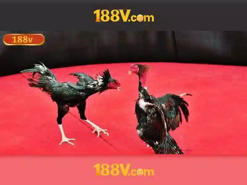 188v dang nhap – Tổng quan, giá trị và trải nghiệm