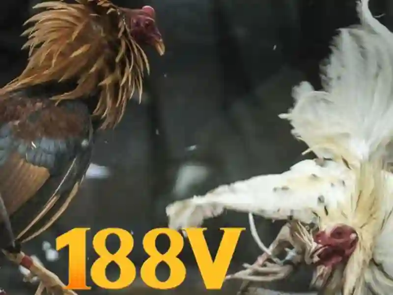 Hướng dẫn 188v: từ Telegram 188v đến 188v school